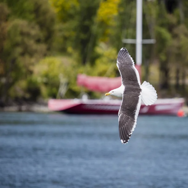 Seagulls in the nature Royalty Free Stock Images