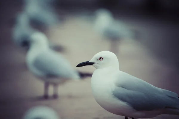 Seagulls in the nature Royalty Free Stock Images