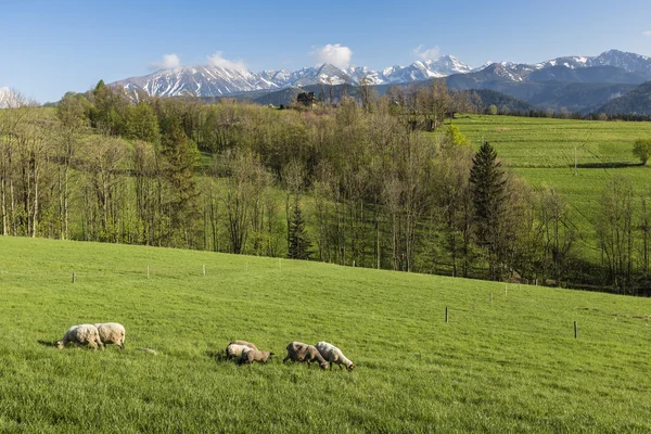 Panorama das Montanhas Tatra na primavera, Polônia — Fotografia de Stock