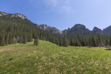 Koscieliska Vadisi - Tatras dağlar, Polonya Milli Parkı.