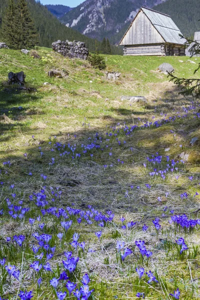 Valle de Chocholowska, Montañas Tatra, Polonia —  Fotos de Stock