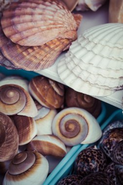 deniz kabuklarını Hatıra Eşyası Satılık 