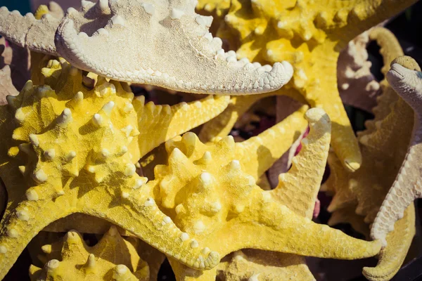 Souvenirs d'étoiles de mer et coquillages à vendre — Photo