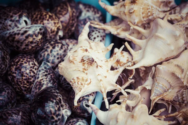 Seashells souvenirs for sale — Stock Photo, Image