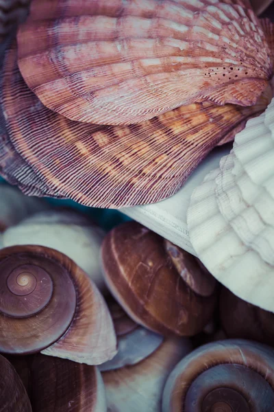 Seashells souvenirs for sale — Stock Photo, Image