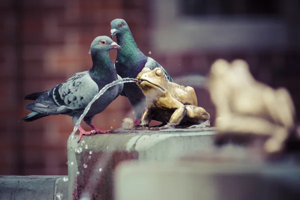 Deux pigeons et Fontaine à la grenouille porte-bonheur dorée - le symbole de — Photo