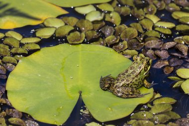 Green Frog in a wetland clipart