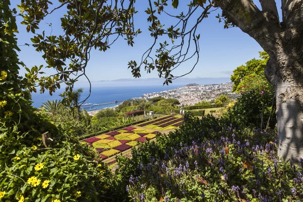 Şehirde Funchal, Madeira Island ünlü tropikal botanik bahçeleri