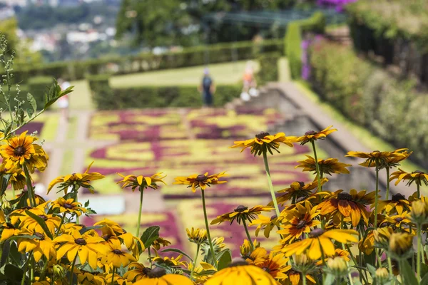 Slavné tropická botanická zahrada ve městě Funchal, Madeira ostrov. — Stock fotografie