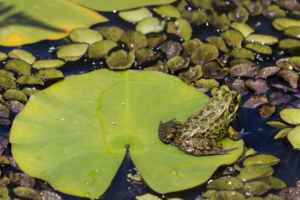 Sapo verde em uma zona húmida — Fotografia de Stock