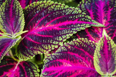 Coleus yaprakları (boyalı ısırgan, alev ısırgan yakın çekim )