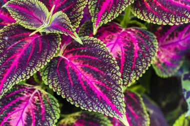 Coleus yaprakları (boyalı ısırgan, alev ısırgan yakın çekim )
