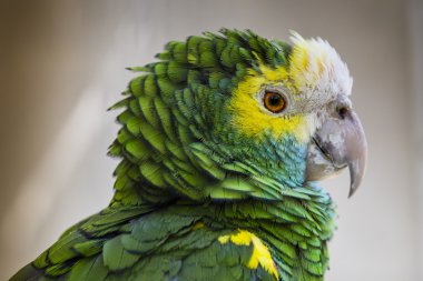 Yeşil kuş tüyleri, Harlequin Amerika papağanı tüyler, doğa bac doku