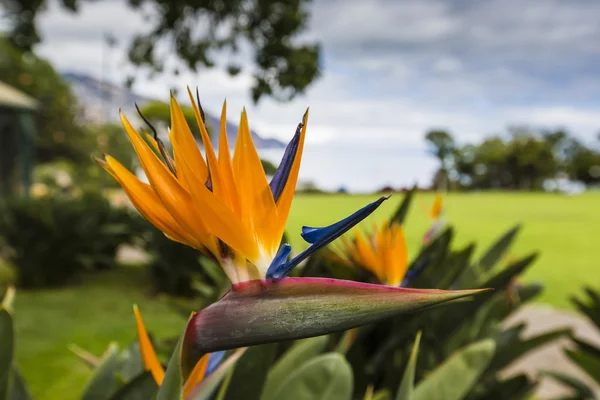 Strelitzia Reginae, uma ave do paraíso — Fotografia de Stock