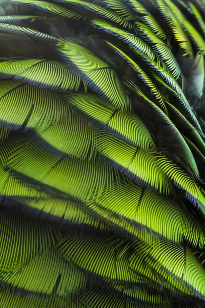 Plumagem de pássaro verde, penas arlequim arara, bac textura natureza — Fotografia de Stock
