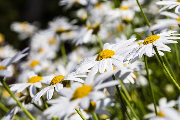 Lindas flores selvagens — Fotografia de Stock