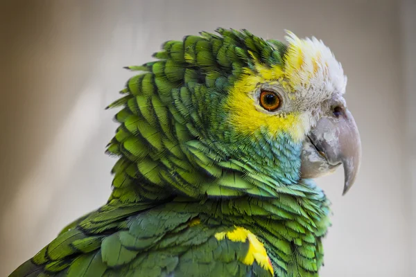 Plumaje de pájaro verde, plumas de guacamayo arlequín, naturaleza textura bac —  Fotos de Stock