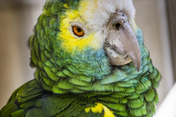 Zöld madár tollazata, a Harlequin papagáj toll, a természet textúra bac — Stock Fotó