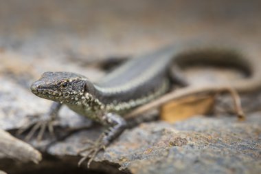 Lagartixa-da-Madeira, Lacerta dugesii. 