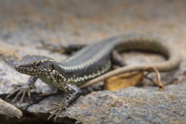 Lagartixa-da-Madeira, Lacerta dugesii. 