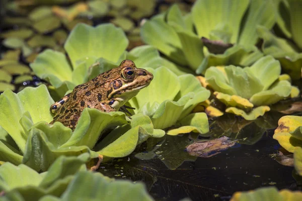 습지에 녹색 개구리 — 스톡 사진