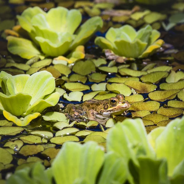 Zöld béka egy vizes élőhelyen — Stock Fotó