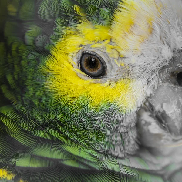 Оперение зеленой птицы, перья ара арлекина, текстура природы — стоковое фото