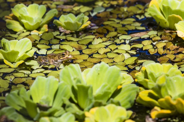 Sapo verde em uma zona húmida — Fotografia de Stock