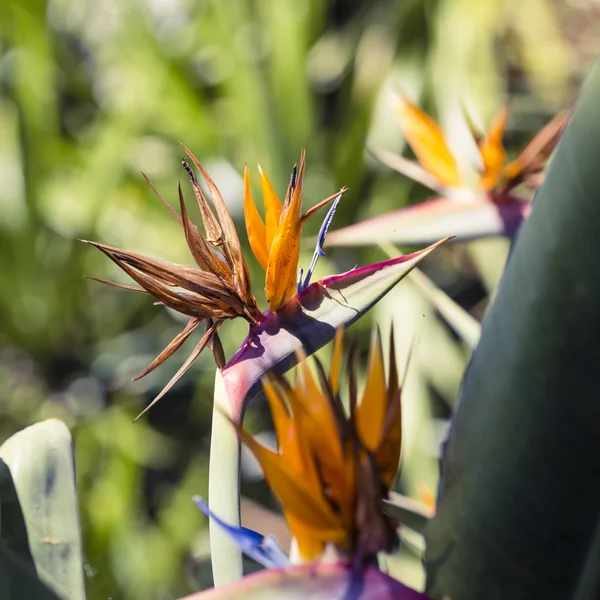 Papegojblomssläktet reginae, en paradisfågeln — Stockfoto