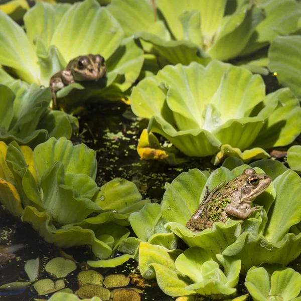 습지에 녹색 개구리 — 스톡 사진