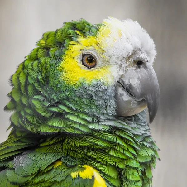 Plumaje de pájaro verde, plumas de guacamayo arlequín, naturaleza textura bac — Foto de Stock