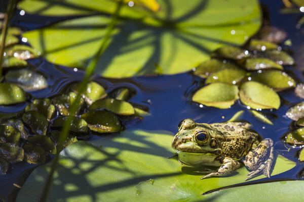 Green Frog in a wetland