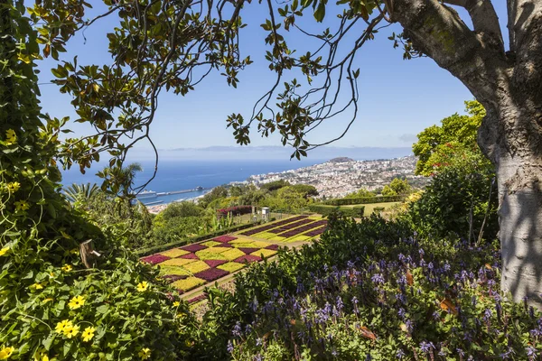 Famosi giardini botanici tropicali nella città di Funchal, isola di Madeira — Foto Stock