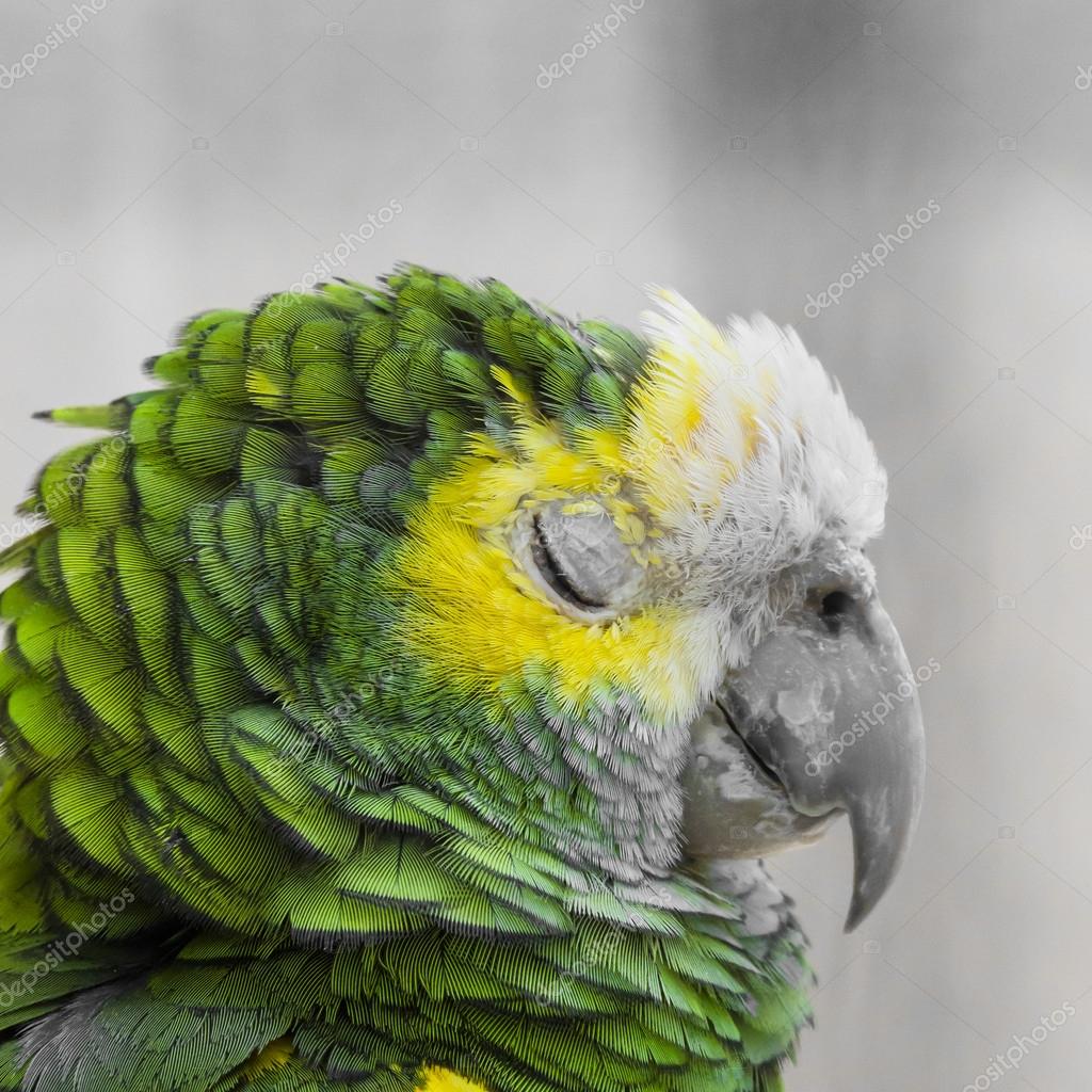 緑の鳥羽 ハーレクイン コンゴウインコの羽 自然テクスチャの Bac ストック写真 C Curioso Travel Photography