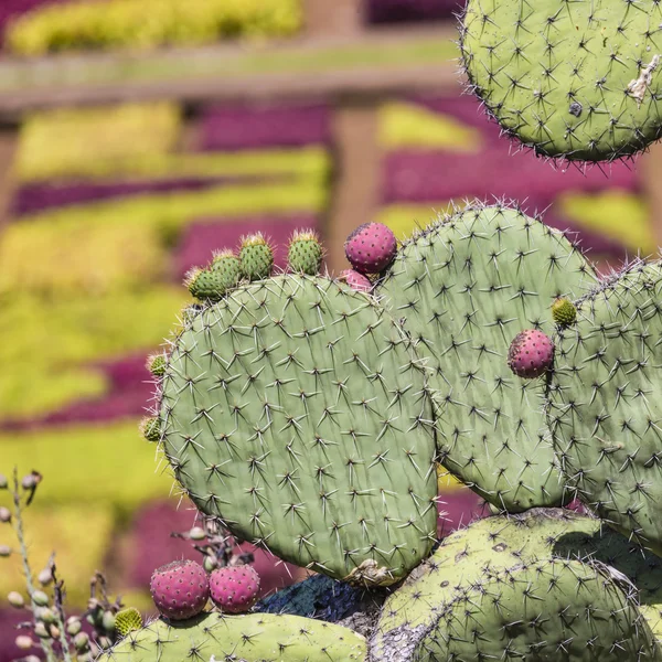 Famosos jardines botánicos tropicales en la ciudad de Funchal, Madeira islan —  Fotos de Stock