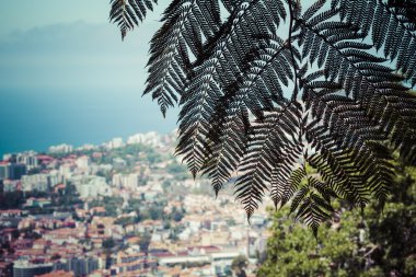 Madeira Adası - Funchal şehir başkenti