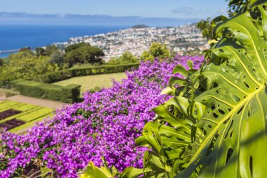 Şehirde Funchal, Madeira Island ünlü tropikal botanik bahçeleri