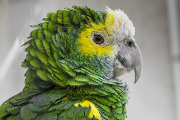 Plumage d'oiseau vert, plumes d'Arlequin Macaw, texture de la nature bac — Photo