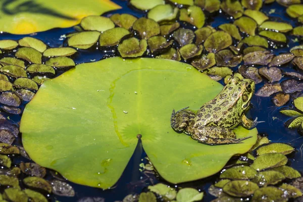 Bir sulak yeşil kurbağa — Stok fotoğraf
