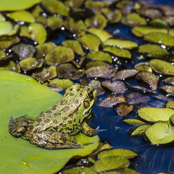 Green Frog in a wetland — Stock Photo, Image