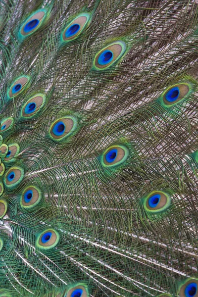 Retrato de belo pavão com penas para fora — Fotografia de Stock