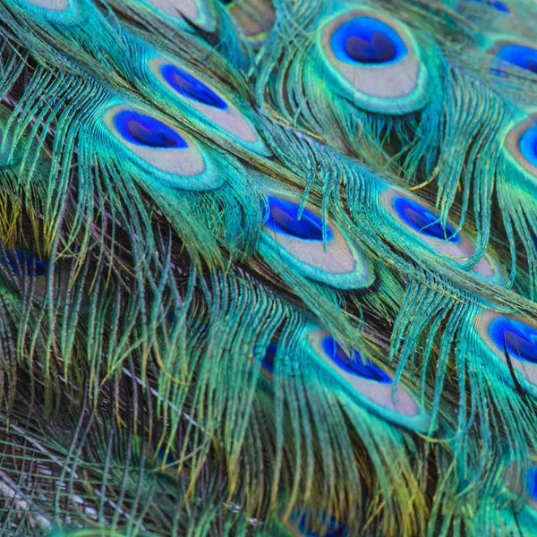 Retrato de hermoso pavo real con plumas —  Fotos de Stock
