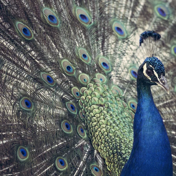 Portrait of beautiful peacock with feathers out — Stock Photo, Image