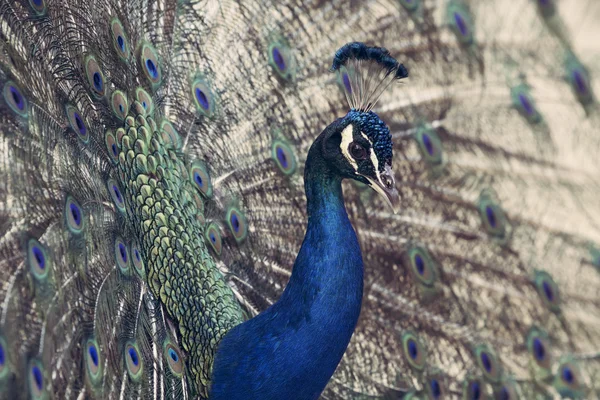 Retrato de belo pavão com penas para fora — Fotografia de Stock