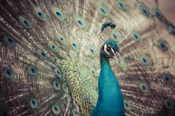 Porträtt av vacker påfågel med fjädrar ute — Stockfoto