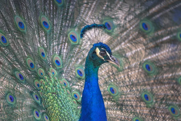 Porträt der schönen Pfau mit Federn aus — Stockfoto