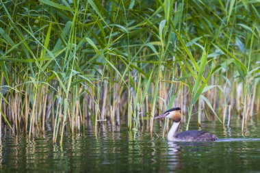 Büyük ibikli grebe, Podiceps kristali