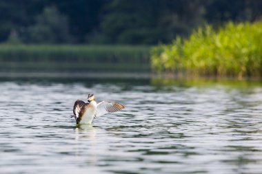 Büyük ibikli grebe, Podiceps kristali