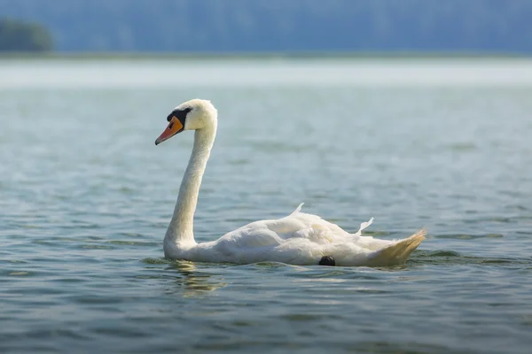 Cigno bianco sul lago di Wigry, Polonia . — Foto Stock