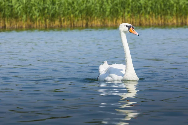 Cigno bianco sul lago di Wigry, Polonia . — Foto Stock